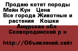 Продаю котят породы Мейн Кун › Цена ­ 12 000 - Все города Животные и растения » Кошки   . Амурская обл.,Сковородинский р-н